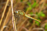 img_0 Vka jarn (Sympetrum fonscolombii)