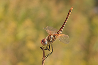 img_14 Vka jarn (Sympetrum fonscolombii)