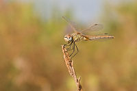 img_15 Vka jarn (Sympetrum fonscolombii)