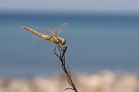 img_16 Vka jarn (Sympetrum fonscolombii)