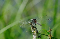 Vka jasnoskvrnn (Leucorrhinia pectoralis)