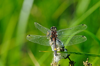 	A1227	 Vka jasnoskvrnn (Leucorrhinia pectoralis)
