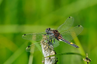 	A1242	 Vka jasnoskvrnn (Leucorrhinia pectoralis)