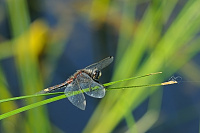 	A1285	 Vka jasnoskvrnn (Leucorrhinia pectoralis)
