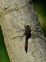 b1562 Vka jasnoskvrnn (Leucorrhinia pectoralis)