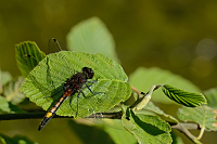 b1609 Vka jasnoskvrnn (Leucorrhinia pectoralis)