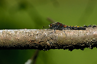 b1699 Vka jasnoskvrnn (Leucorrhinia pectoralis)