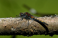 b1726 Vka jasnoskvrnn (Leucorrhinia pectoralis)