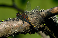 b1811 Vka jasnoskvrnn (Leucorrhinia pectoralis)