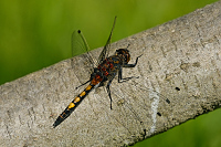 c1029. Vka jasnoskvrnn (Leucorrhinia pectoralis)