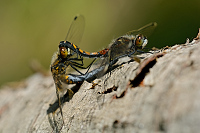 c1132. Vka jasnoskvrnn (Leucorrhinia pectoralis)