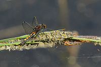 c1160. Vážka jasnoskvrnná (Leucorrhinia pectoralis)
