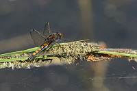 c1160. Vka jasnoskvrnn (Leucorrhinia pectoralis)