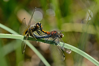 c1304. Vka jasnoskvrnn (Leucorrhinia pectoralis)