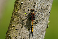c1459. Vážka jasnoskvrnná (Leucorrhinia pectoralis)