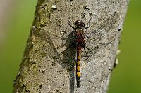 c1459. Vka jasnoskvrnn (Leucorrhinia pectoralis)