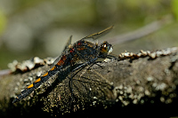 e0413. Vážka jasnoskvrnná (Leucorrhinia pectoralis)