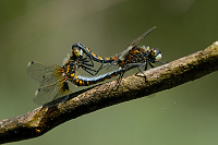 e0478. Vka jasnoskvrnn (Leucorrhinia pectoralis)
