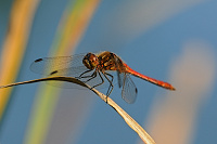 	5488.	 Vka obecn (Sympetrum vulgatum)