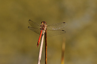 	5944.	 Vka obecn (Sympetrum vulgatum)