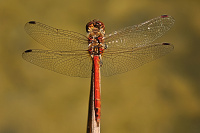 	5952.	 Vka obecn (Sympetrum vulgatum)