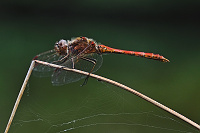 	6029.	 Vka obecn (Sympetrum vulgatum)