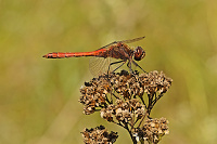 	6628.	 Vka obecn (Sympetrum vulgatum)