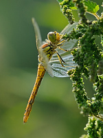 	A1930	 Vka obecn (Sympetrum vulgatum)