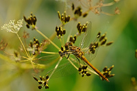 	A1939	 Vka obecn (Sympetrum vulgatum)