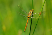 	A1949	 Vka obecn (Sympetrum vulgatum)