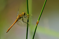 	A1966	 Vka obecn (Sympetrum vulgatum)