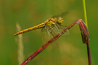 	A2242	 Vka obecn (Sympetrum vulgatum)