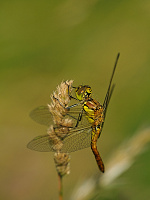 	A3406	 Vka obecn (Sympetrum vulgatum)