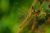	A3593	 Vka obecn (Sympetrum vulgatum)