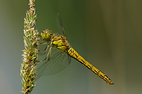 	A3930	 Vka obecn (Sympetrum vulgatum)