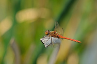	A3955	 Vka obecn (Sympetrum vulgatum)