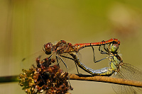 Vka obecn (Sympetrum vulgatum)