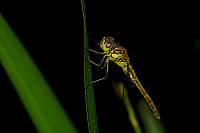 b4572 Vka obecn (Sympetrum vulgatum)