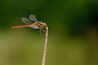 b5774 Vka obecn (Sympetrum vulgatum)