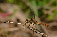 b6636 Vka obecn (Sympetrum vulgatum)