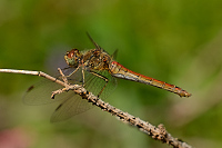 b6646 Vka obecn (Sympetrum vulgatum)