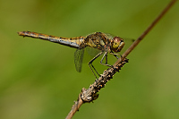 b6674 Vka obecn (Sympetrum vulgatum)