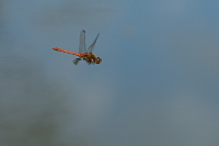 b6927 Vka obecn (Sympetrum vulgatum)