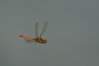 b6934 Vka obecn (Sympetrum vulgatum)