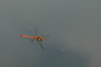 b6937 Vka obecn (Sympetrum vulgatum)