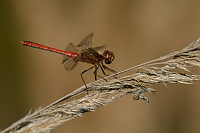 c10578 Vka obecn (Sympetrum vulgatum)