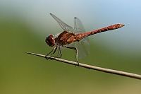 c10642 Vka obecn (Sympetrum vulgatum)