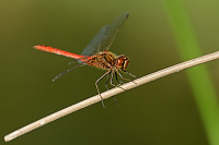 c10974 Vka obecn (Sympetrum vulgatum)
