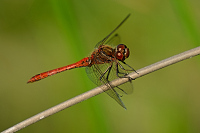 c11014 Vka obecn (Sympetrum vulgatum)
