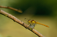 c6202. Vka obecn (Sympetrum vulgatum)